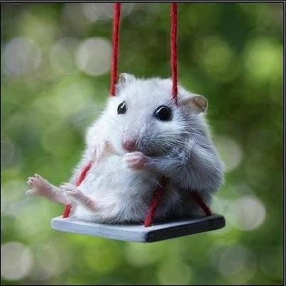 Base de datos de Tiendas de animales en España