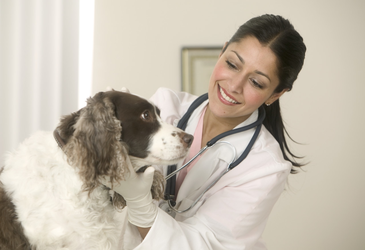 Base de datos de Veterinarios en España