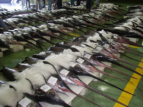 Base de datos de Lonjas de pescado en España