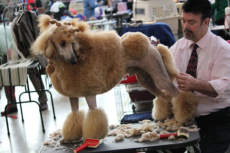 Base de datos de Peluquerías caninas en España